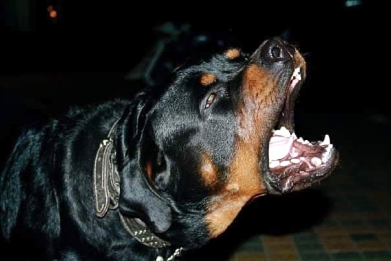 Security Dog Services - Photo 11